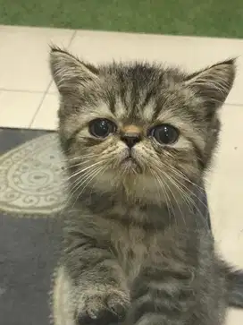 kucing esh exsotixshort hair
