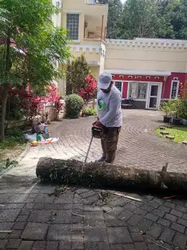 Jasa perawatan taman dan tebang pohon