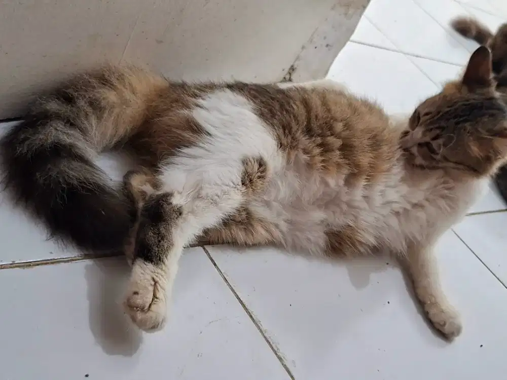 Open Adopt kucing