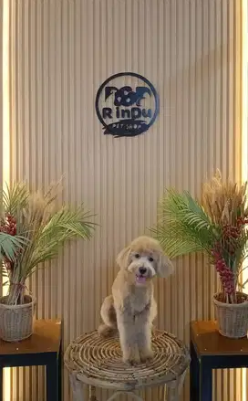 Dijual Poodle Coklat muda