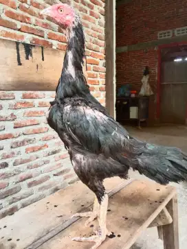 Ayam betina bangkok