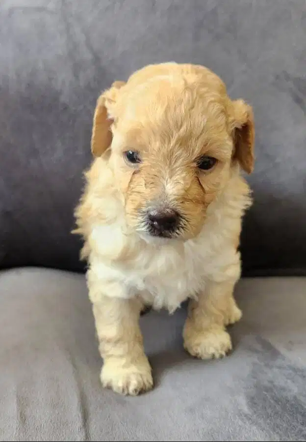 Anak Anjing Poodle Betina usia 1,5 bulan