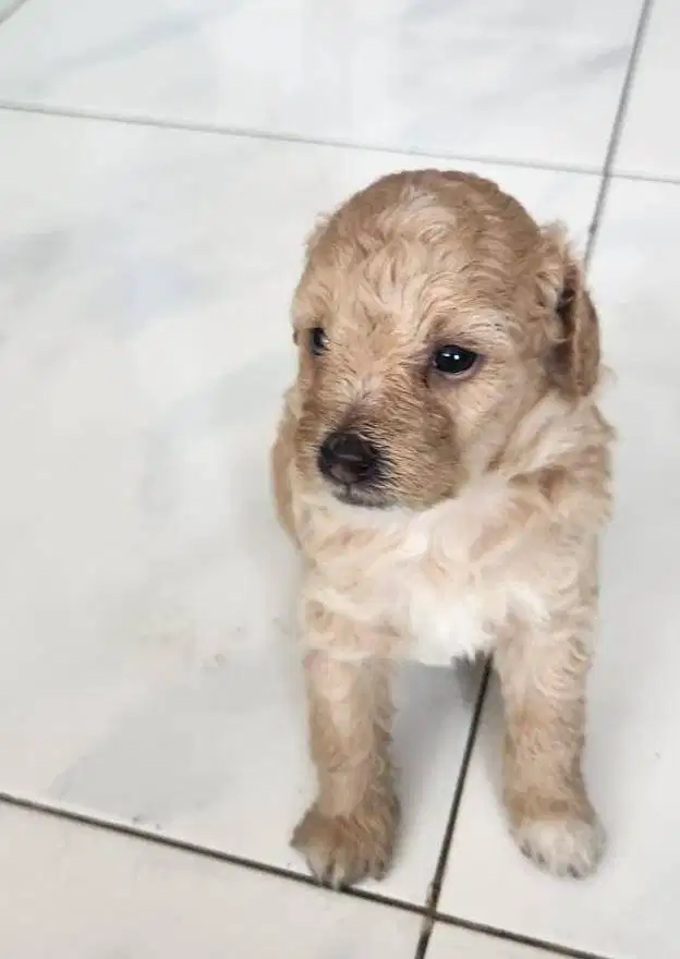 Anak Anjing Poodle Jantan Usia 1,5 bulan