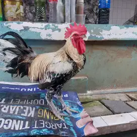 AYAM PELUNG JAGO