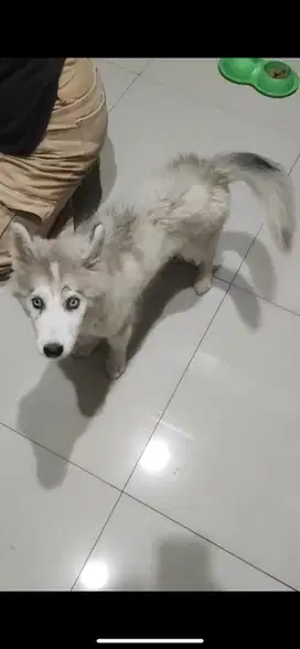 Anak anjing lucu siberian husky long hair big size betina