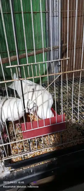 Sepasang burung puter putih sudah pernah produksi
