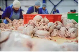 Team pemotongan ayam