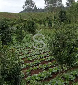 DIJUAL CEPAT DAN MURAH TANAH KEBUN DI GARUT.