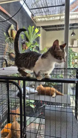 Munchkin kucing cebol