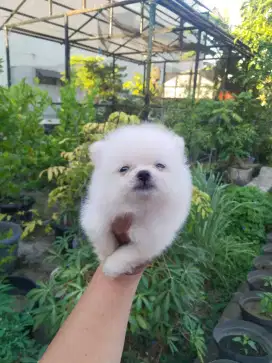 Anak anjing minipom