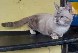 Kucing ras munckhin cebol bukan persia