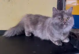 Kucing ras persia munckhin long hair