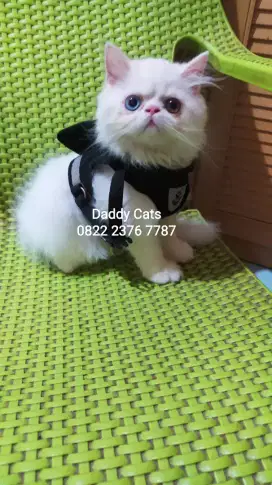 Odd Eyes Kitten Peak Jantan Siap Anter Jateng Pembyrn Kl Sampe Rumah