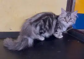 Kucing ras persia jantan marbel 3 bln