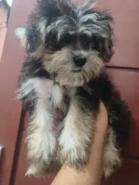 Maltipo, 3 bulan, jantan