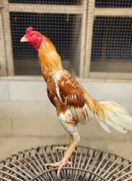 Ayam bangkok plucker x koytrad super lock super tehnik win 3x mewah