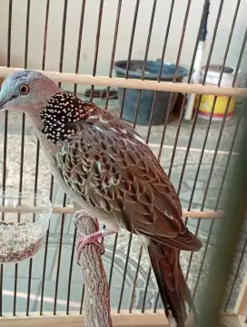 Burung tekukur blorok kuk 2 rawatan