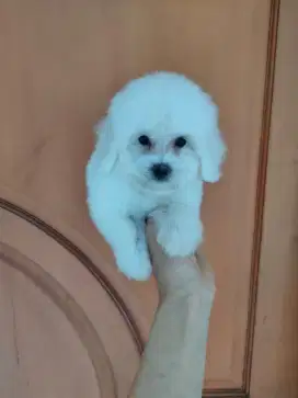 Bichon Frise Puppy