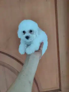 Puppy Bichon Frise