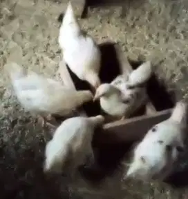 Di jual 6 ekor ayam potong muda borongan