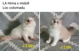 Kitten Himalaya midoll
