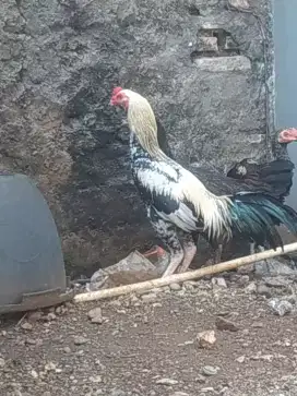 Ayam bangkok jago dan biang ajib