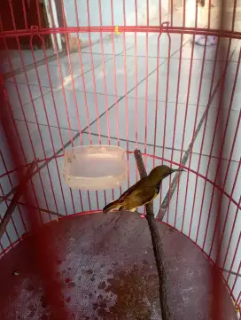 Burung so gon pake ring masteran murai