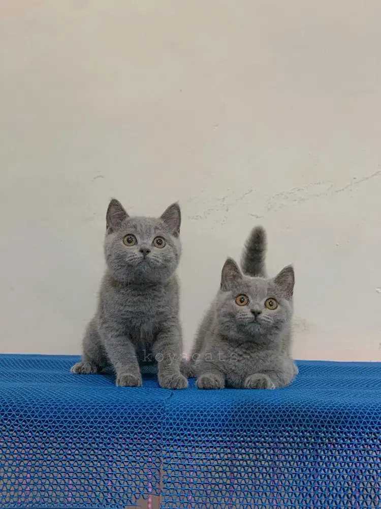 British Shorthair