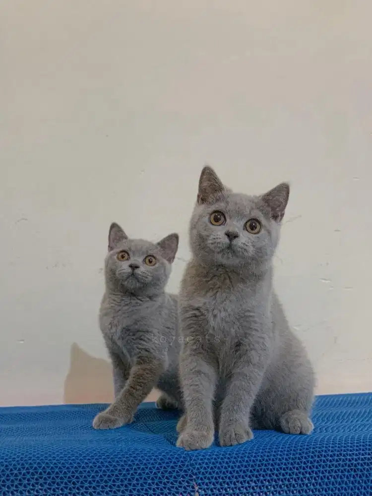 British Shorthair