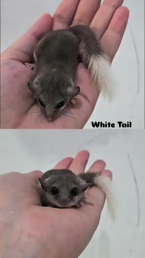 2 ekor dormice jantan dewasa