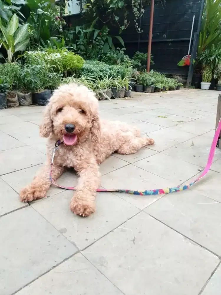 For sale Anjing Ras Poodle Giant