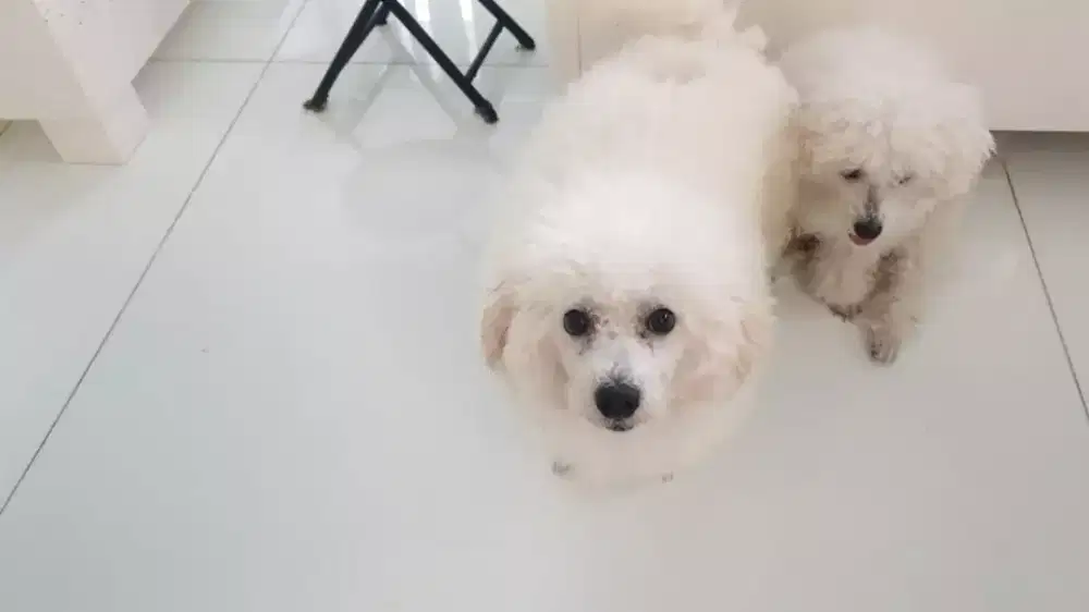 For sale Anjing Ras Bicon Freezee
