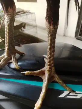 Bangkok klasik mix pakhoy