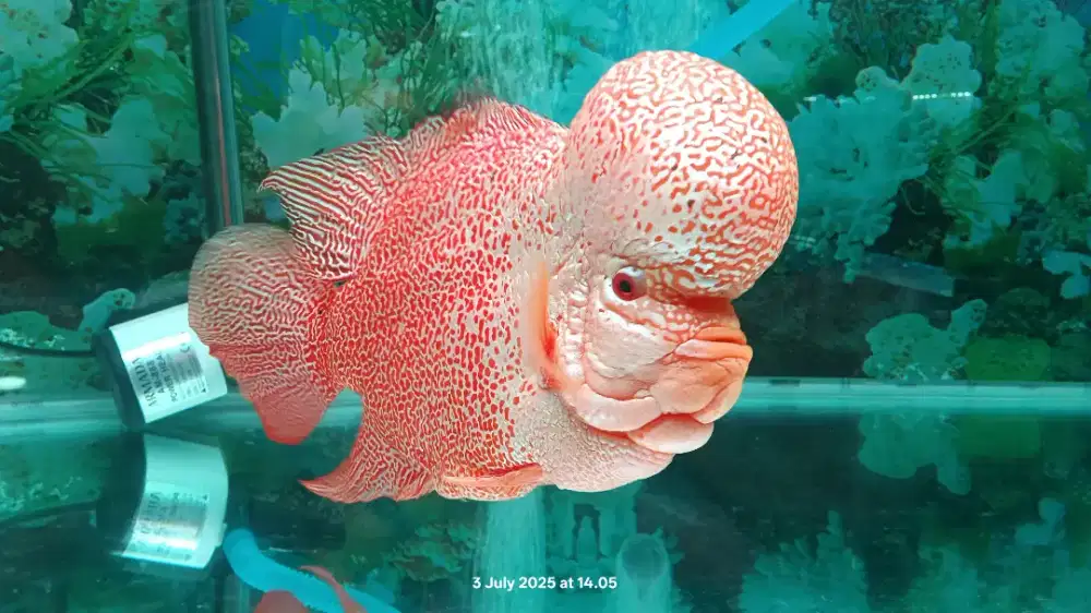 Janitor/ OB/ Serabutan Tajur Bogor