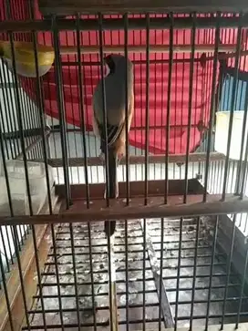 Sangkar jati no.2 + Pentet/cendet banyuwangi