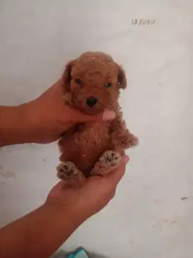 Toy poodle jantan dan betina super cute