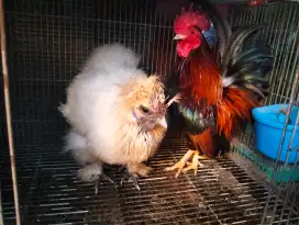 Jual ayam Kapas Betina + Kate Jantan NEGO