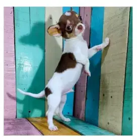 Anakan Anjing Chihuahua Stambum