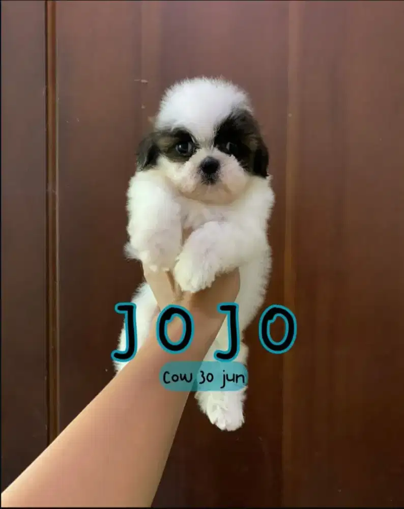 Anjing mini shitzu