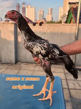 ayam samo muda ori