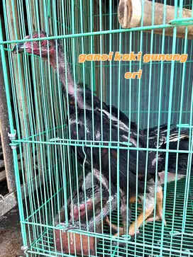 ayam ganoi kaki gunung ori