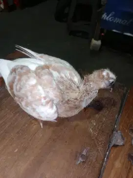 Piyekan merpati buat bahan ff
