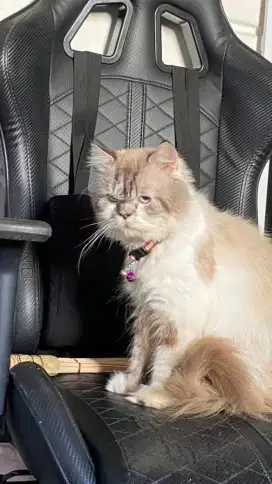 KUCING Flatnose bigbone