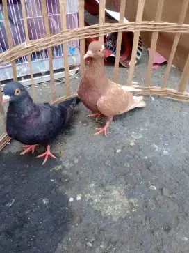 Burung Merpati betina semua