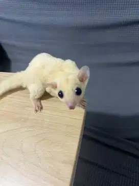 sugar glider leucistic