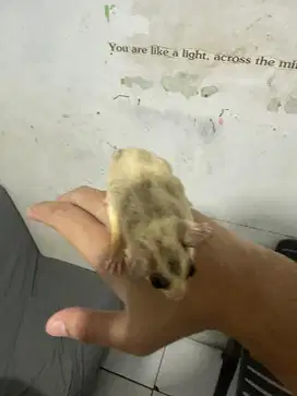 sugar glider mozaik