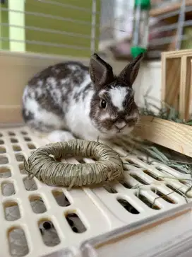 kelinci netherland dwarf