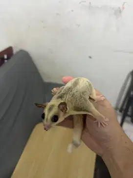 sugar glider mozaik