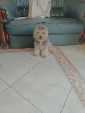 Dijual anjing poodle grey/silver/abu jantan 1 tahun