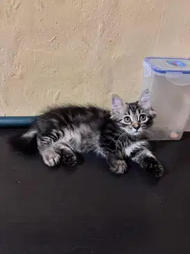 Munchkin 3 bulan